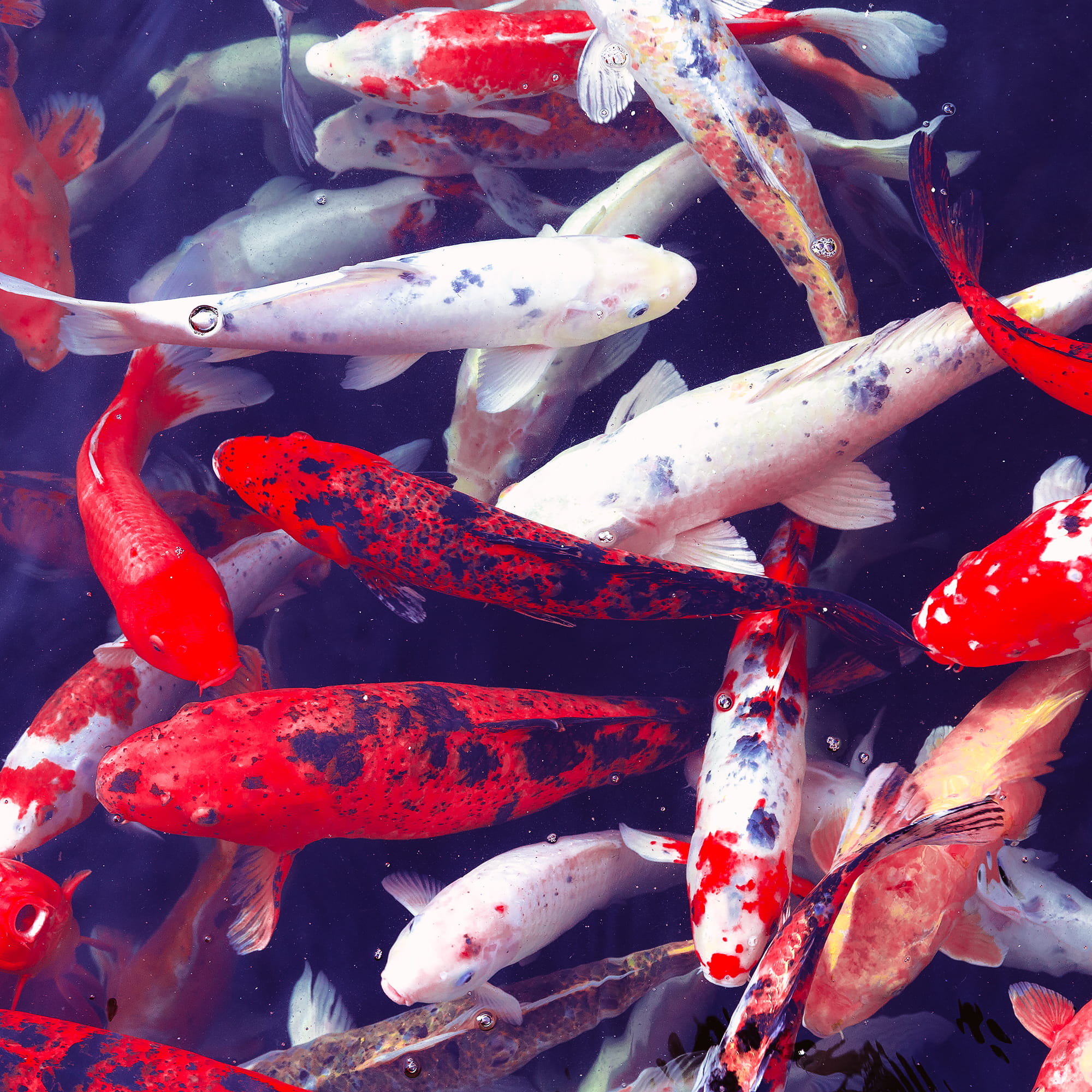 The Koi Carp Fish in Japan