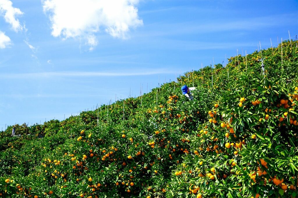 Ehime Prefecture