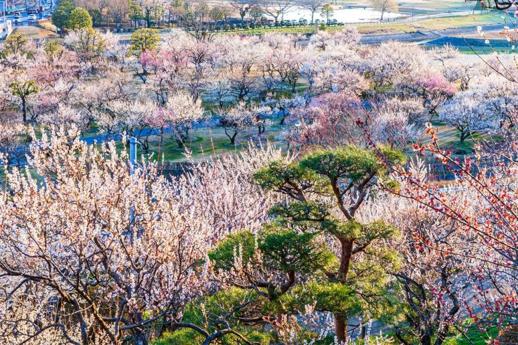 Ibaraki Prefecture