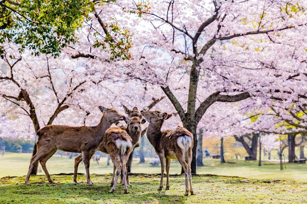 Nara Prefecture