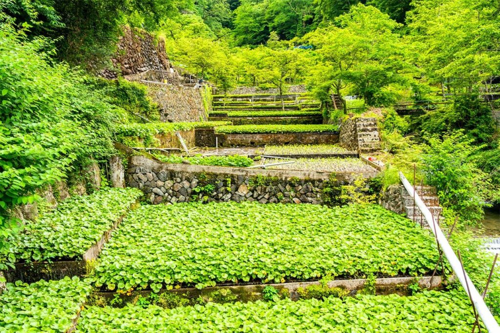 Shizuoka Prefecture