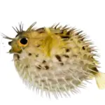 Paul (Poison Fish) Manjyu Woodman